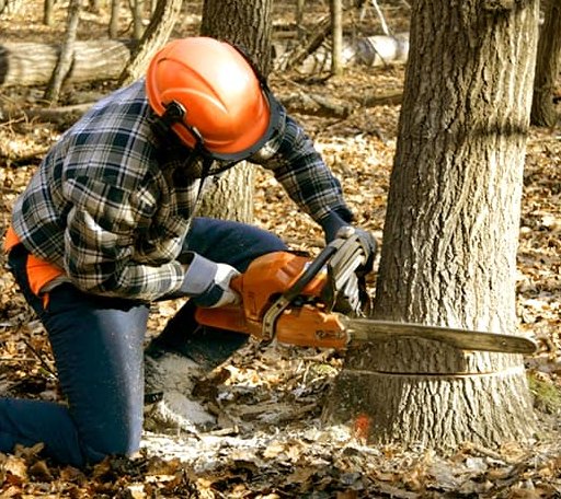 Tree Removal in Darien Center, NY